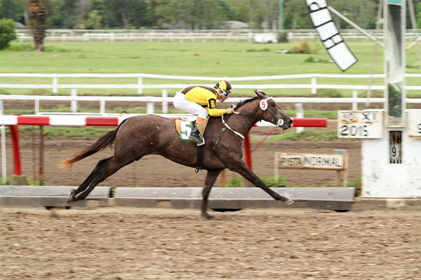 Copper Haras La Leyenda