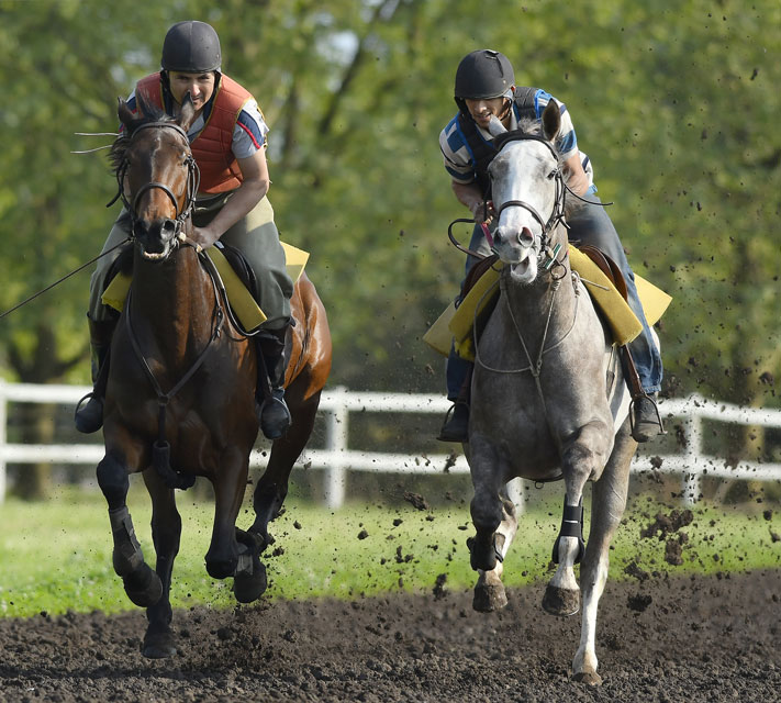 Haras La Leyenda